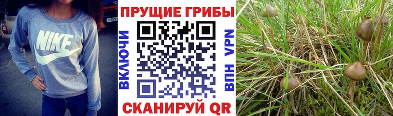 Псилоцибиновые грибы Psilocybe  hydra ссылка  Обоянь 